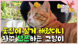 EBS 고양이를 부탁해 - 조류 마이너 갤러리