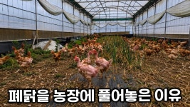 폐닭이 생닭 된 ㅎㅎ - 미국정치 미니 갤러리