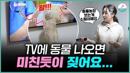 네이버 인플루언서 [네이버 인플루언서] TV에 짖던 강아지, 방문교육으로 이렇게 달라졌습니다