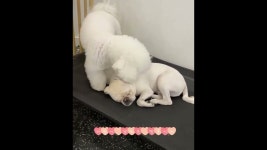 땅콩애견유치원 - YouTube