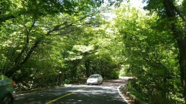 Driving Jeju islands (드라이브 사려니숲길, 힐링 제대로 ) | Doovi Driving Jeju islands (드라이브 사려니숲길, 힐링 제대로 )