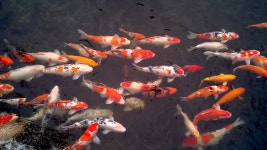 충렬사 연못의 비단잉어(fancy carp) | Doovi 충렬사 연못의 비단잉어(fancy carp)