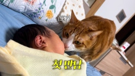 네이버 인플루언서 [네이버 인플루언서] 공동육아 하는 고양이에게 신생아가 또 생겼다 ㅋㅋㅋ