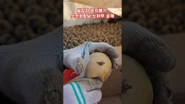 네이버 인플루언서 [네이버 인플루언서] 풀뿌리농장의 감자심는시기