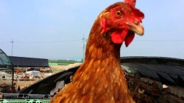 [마고농장]마고농장의 광고모델 마고닭의 행복한 하루 | Doovi [마고농장]마고농장의 광고모델 마고닭의 행복한 하루