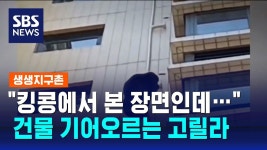 킹콩은 현실에 존재한다 - 애니멀 파이트 마이너 갤러리