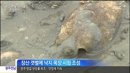 [광주MBC뉴스] 갯벌에 낙지목장 만든다 | Doovi [광주MBC뉴스] 갯벌에 낙지목장 만든다