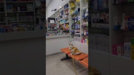 네이버 인플루언서 [네이버 인플루언서] 고양이는 동네 홍보 중  ㅋㅋ#별내아이파크약국 #고양이 #cat