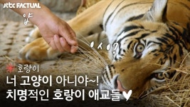 호랑이 알고보면 조금 귀여울지도 ㅎㅎ - 미스터리 갤러리