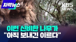 500살 천연기념물 나무, 세균 감염 치료법없어 난항 - 나무 마이너 갤러리
