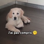 Voli The Golden Retriever - YouTube Voli The Golden Retriever