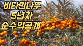 1913)정 비타민보급하기 힘들면 비타민나무도 있음 - 대체역사 마이너 갤러리