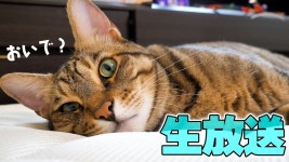【🔴 Live! 】猫たちを秘密裏にブクブクと太らせてしまう生放送をします。 - YouTube 【🔴 Live! 】... 