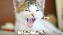 네이버 인플루언서 [네이버 인플루언서] 말대답하기 시작한 금쪽이 새끼고양이 (절레절레...)