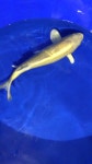 Causeway Koi - YouTube