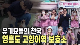인플루언서 [네이버 인플루언서] 유기묘의 천국. 인천 고양이역 보호소 봉사활동 (feat. 핑크파우 봉사단) 이곳에서 잠시 편안히 쉬었다가길.....