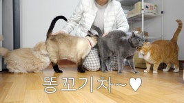 네이버 인플루언서 [네이버 인플루언서] 오들이가 집 밖에 나가 있었어요!ㅠㅠ