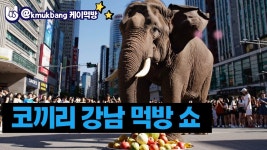 코끼리 강남 먹방 쇼 Elephant Gangnam Eating Show - 편의점 갤러리