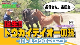 테이오 직계손녀 콰이트파인 산구 배틀 쿠 2022, 2023 관련 - 우마무스메 마이너 갤러리