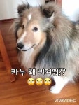카누는 개미남 Kanu _shetlandsheepdog - YouTube