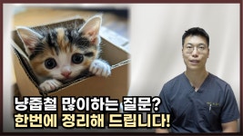 네이버 인플루언서 [네이버 인플루언서] 냥줍철 많이하는 질문들! [우리동네수의사]