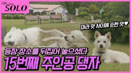 의사 영수도 개 학대하네 - 나는 솔로 갤러리