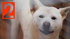 Korean Jindo Dog Documentary 2/4 - 한국의 명견, 진도개... | Doovi Korean Jindo Dog Documentary 2/4 - 한국의 명견, 진도개... 