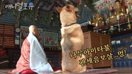 육식을 자제해야하는 이유 - 트윈플레임 마이너 갤러리