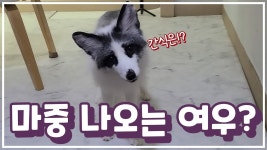 네이버 인플루언서 [네이버 인플루언서] 여우공식의 강아지수제간식