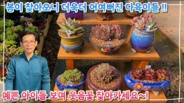 네이버 인플루언서 [네이버 인플루언서] 봄이 다가오면 다가올수록 더욱더 어여뻐지는 다육이들 ! 다들 예쁜 다육이들 보시고 웃음꽃 찾아가세요 !