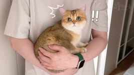 네이버 인플루언서 [네이버 인플루언서] 엄청 놀라 집사 품에 안긴 고양이