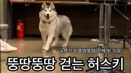 요즘 보는 댕댕이채널잇는데 - 애정결핍 마이너 갤러리