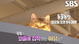 동물농장 키키 아두미 브금 - kiiikiii(키키) 마이너 갤러리