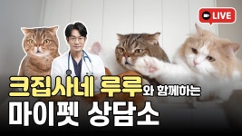 네이버 인플루언서 [네이버 인플루언서] [제231화] 크집사님과 함께하는 슬기로운 집사생활