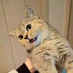 시키파파 - YouTube 시키파파