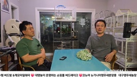 네이버 인플루언서 [네이버 인플루언서] 대구앵무새농장의 코뉴어분양