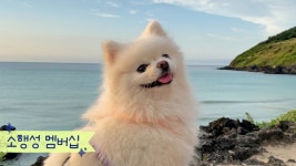 댕댕이는 ㄹㅇ 뽀메가 존나커여움 - 편의점 갤러리