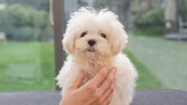 네이버 인플루언서 [네이버 인플루언서] 꼬순내 맡고 싶으신 분?