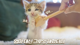 네이버 인플루언서 [네이버 인플루언서] 엄마 고양이 대신 그루밍 해줬더니 아기 고양이의 반응