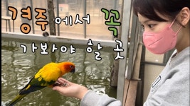 동물 좋아하는 사람은 경주 사면서 버드파크도 가보삼. - 놀이공원 갤러리