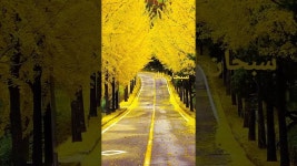 Ziyad Ibrahim - زياد ابراهيم - YouTube