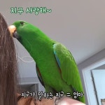 앵무새 << 이거 진짜 신기하다.... - 중세게임 마이너 갤러리