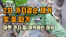 네이버 인플루언서 [네이버 인플루언서] 숨비재 제주농부의 텃밭가꾸기