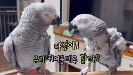 난 먹방유툽 안봄 노잼 앵무새본다 - 기타 국내 드라마 갤러리
