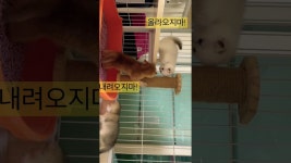 놀면묘하냥? - YouTube