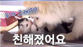 창환 유튜브 - 하트페어링 마이너 갤러리