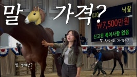 한국 말 목장들 쉽지않나보네 - 트레센 학원(우마무스메) 마이너 갤러리