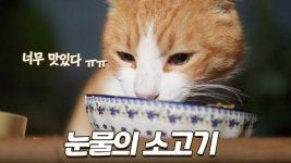 네이버 인플루언서 [네이버 인플루언서] 길냥이에게 소고기를 줬더니 너무 맛있어서 눈물이 났어요