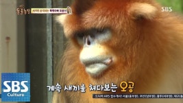 송바오 동물농장 찾았다 - 푸바오 마이너 갤러리