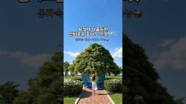 요정이 나올듯한 신비로운 등나무 스팟💜#함안 #함안군 #함안가볼만한곳 #함안여행 #강나루생태공원 #함안강나루생태공원 #등나무 #함안등나무